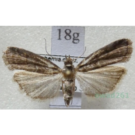Pyla fusca (Haworth, 1811) Czech18g